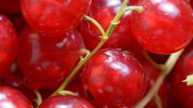 Frenk üzümü çilek