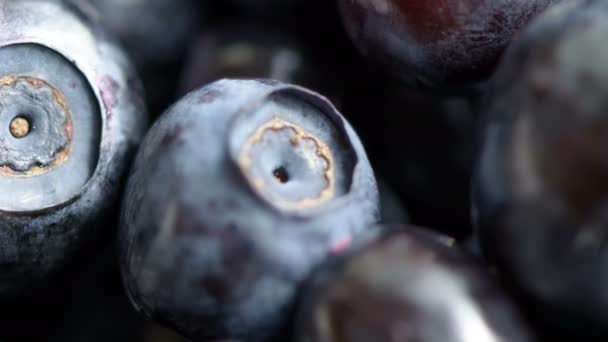 Ягоды черники — стоковое видео