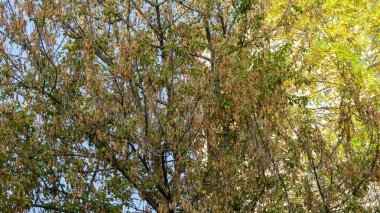 Sararmış yapraklarla sonbahar cityscape 