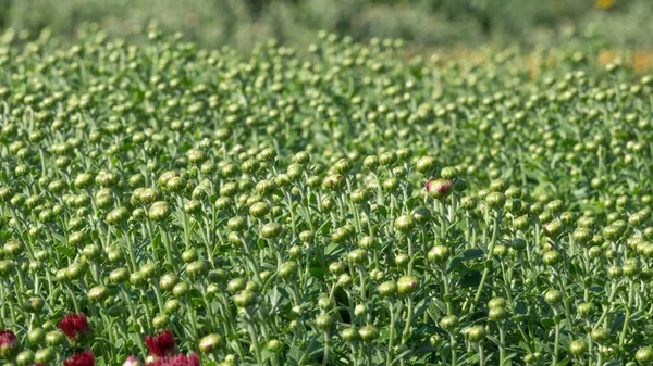 Krizantem Bahçe — Stockfoto