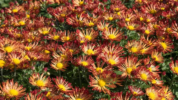 Chrysanthème dans le jardin — Photo