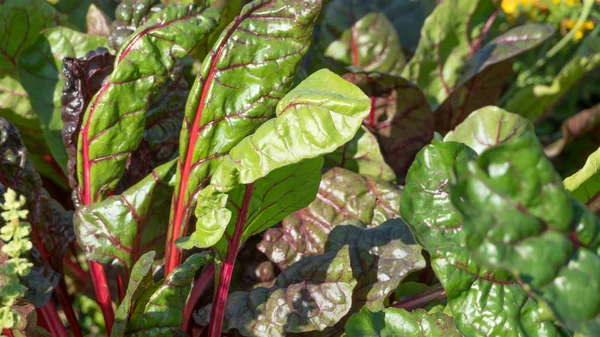 Hojas de remolacha roja — Foto de Stock