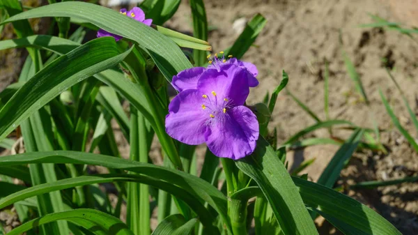 Lila enda blomma — Stockfoto