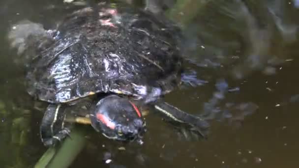 Primer plano de tortuga de río — Vídeos de Stock