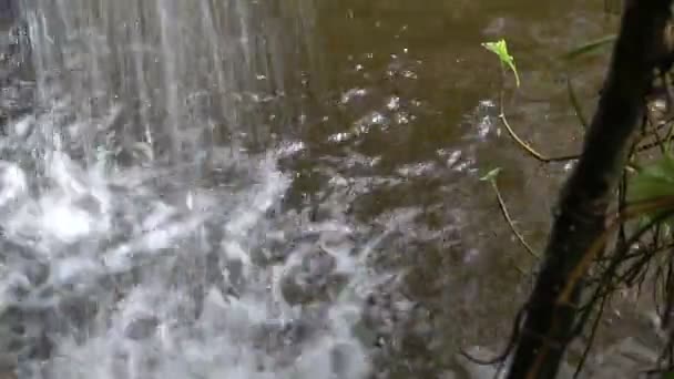 Kleine waterval met plant — Stockvideo