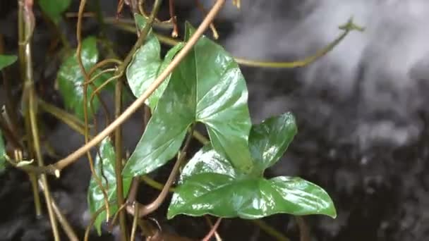 Μικρό καταρράκτη με φυτό — Αρχείο Βίντεο