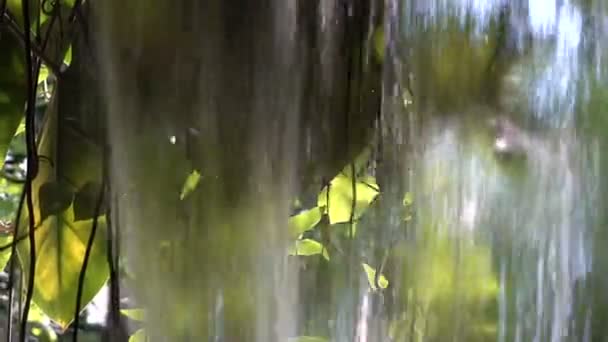 Маленький водопад с растением — стоковое видео