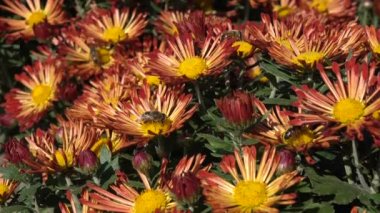 Sonbahar Kasımpatı çiçekleri