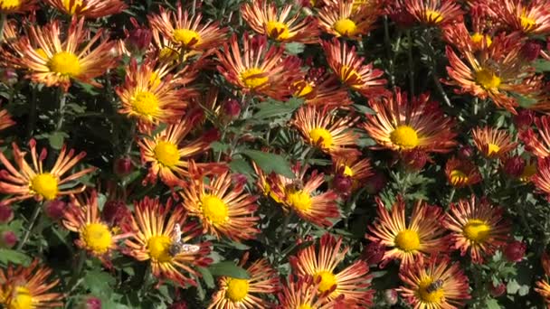 Herfst Chrysant bloemen — Stockvideo