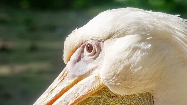 Vogel Pelikan Nahaufnahme — Stockfoto