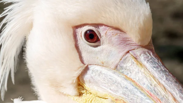 Pélican des oiseaux gros plan — Photo