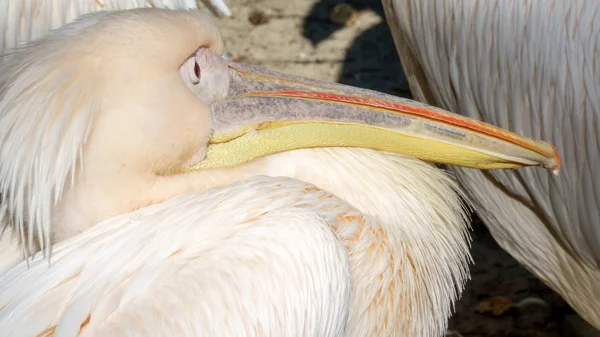Vogel Pelikan Nahaufnahme — Stockfoto
