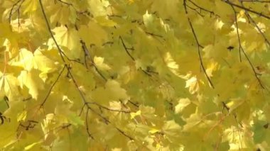 Şehir Parkı sonbahar rüzgarlı ve güneşli gün