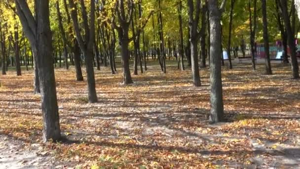 Autumn sunny and windy day in the city park — Stock Video