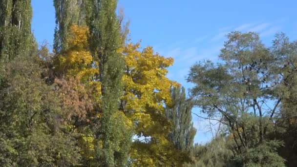 Jesienny słoneczny i wietrzny dzień w parku miejskim — Wideo stockowe