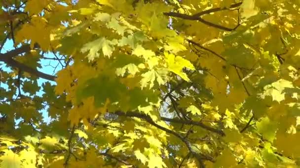 Maple with bright yellow leaves — Stock Video