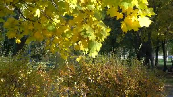 Осенний солнечный и ветреный день в городском парке — стоковое видео