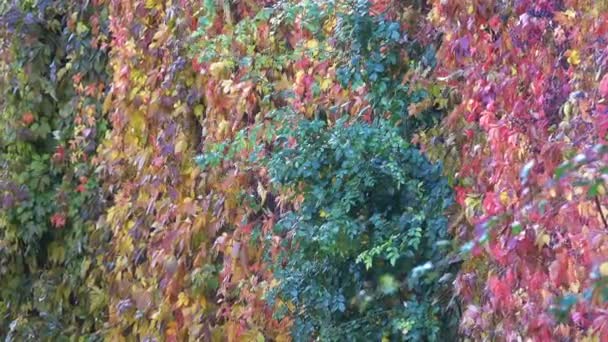 Cinturón de pared con la vid de uvas silvestres — Vídeo de stock