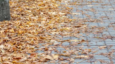 düşen sarı yapraklar