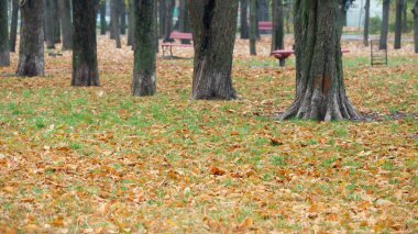 düşen sarı yapraklar