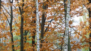 Sarı ve biraz yeşil yaprakları 