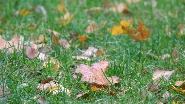 Желтые опавшие листья — стоковое фото