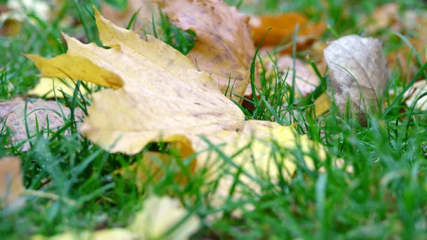 Feuilles jaunes tombées — Photo