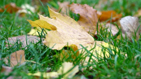 Жовтий опале листя — стокове фото