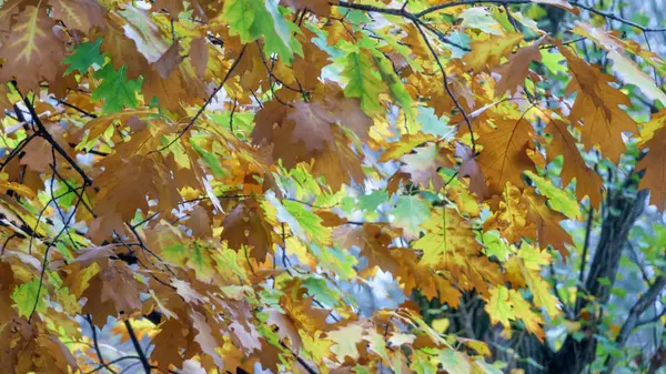 Gele en een beetje groene bladeren — Stockfoto