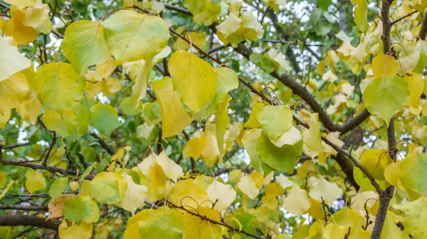 Żółty i trochę zielonych liści — Zdjęcie stockowe