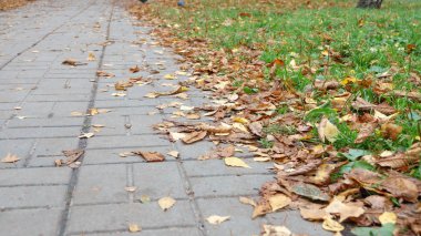 düşen sarı yapraklar