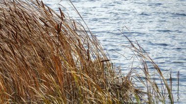 Su üzerinde kahverengi sazlık