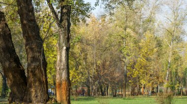 Sarı ve biraz yeşil yaprakları 