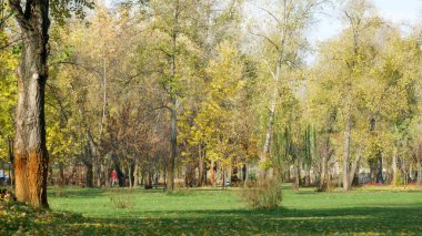 Sarı ve biraz yeşil yaprakları 