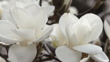 Beyaz Manolya güzel closeup çekim bahar rüzgarlı gün video klip Botanik bahçesinde çiçek.