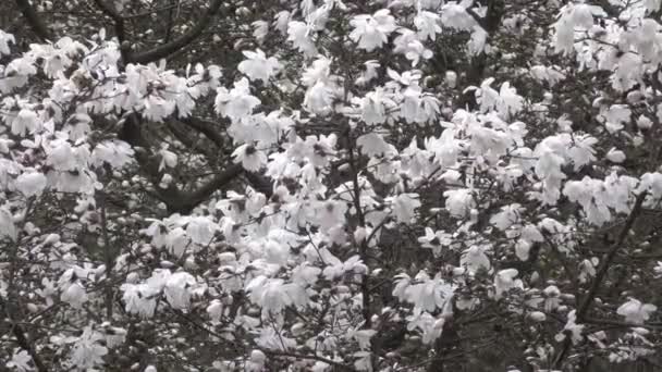Witte Magnolia Prachtig Bloeien Botanische Tuin Het Voorjaar Winderige Dag — Stockvideo