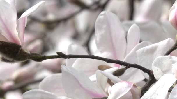 Magnolias Rosa Lindamente Florescer Jardim Botânico Dia Ventoso Primavera Vídeo — Vídeo de Stock