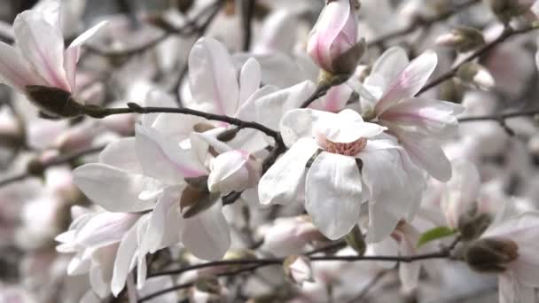 Magnolie Rosa Splendidamente Fioriscono Nel Giardino Botanico Primavera Ventoso Giorno — Video Stock