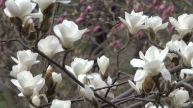 Beyaz Manolya güzel closeup çekim bahar rüzgarlı gün video klip Botanik bahçesinde çiçek.