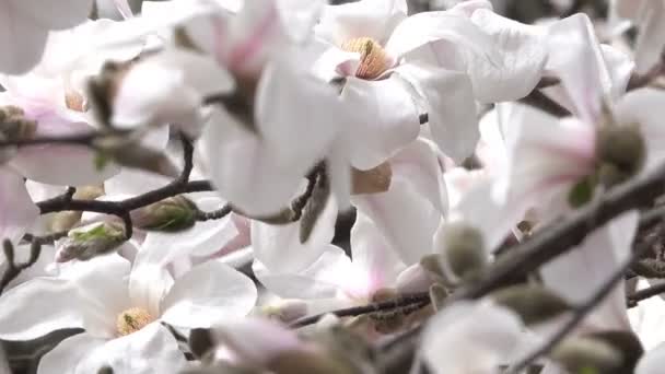 クローズ アップを撮影春の風の強い日ビデオ クリップで植物園に咲くピンクのモクレン — ストック動画