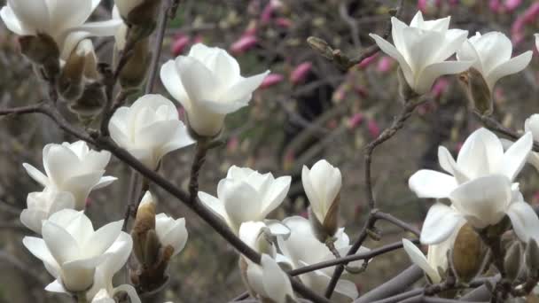 Magnolias Brancas Lindamente Florescer Jardim Botânico Dia Ventoso Primavera Vídeo — Vídeo de Stock