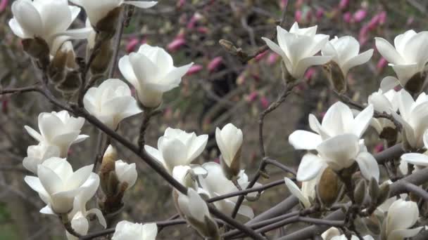 白モクレンが美しく春風の強い日のビデオ クリップ撮影クローズ アップで植物園の花します — ストック動画
