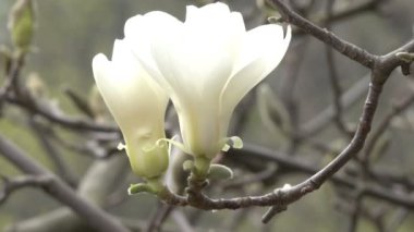 Beyaz Manolya güzel closeup çekim bahar rüzgarlı gün video klip Botanik bahçesinde çiçek.