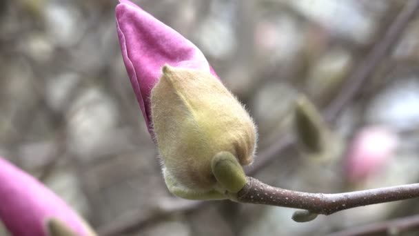 Růžové Magnólie Krásně Kvést Botanické Zahradě Jarní Větrný Den Videoklip — Stock video