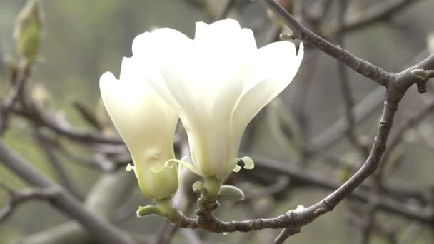 白モクレンが美しく春風の強い日のビデオ クリップ撮影クローズ アップで植物園の花します — ストック動画