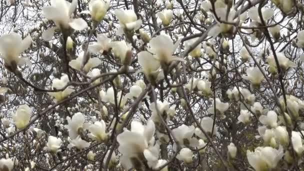 Magnolias Brancas Lindamente Florescer Jardim Botânico Dia Ventoso Primavera Vídeo — Vídeo de Stock