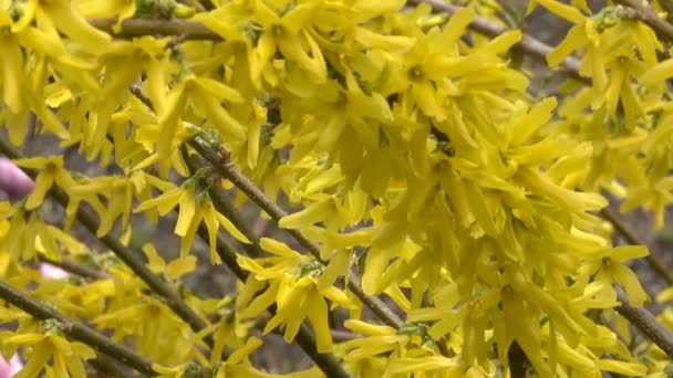 春の風の強い日ビデオ クリップがクローズ アップ ショットの植物園でブッシュに咲く黄色の花 — ストック動画