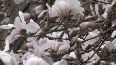 Pembe Manolya güzel closeup çekim bahar rüzgarlı gün video klip Botanik bahçesinde çiçek.