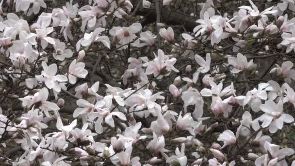 Ροζ Μανόλιες Ανθίσει Όμορφα Στο Βοτανικό Κήπο Στο Θυελλώδη Ημέρα — Αρχείο Βίντεο