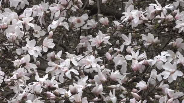 Magnolias Rose Magnifiquement Fleurir Dans Jardin Botanique Printemps Jour Venteux — Video